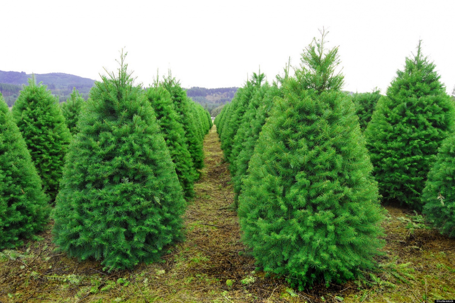 o-CHRISTMAS-TREE-FARM-facebook